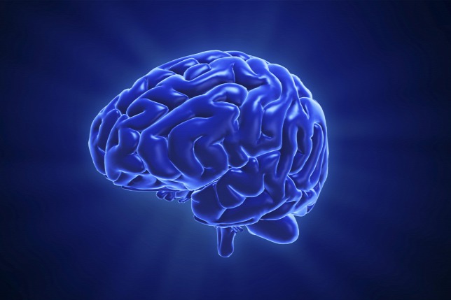 emberi agy human brain